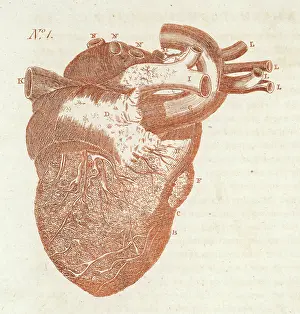 Sibly: ANATOMY/HEART/SIBLY