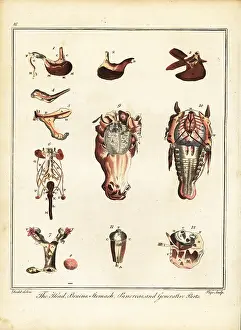Brains: Anatomy of a horse