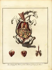 Autopsy: Anatomy of a horse