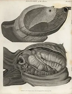 Intestines: Anatomy of the horse - intestines