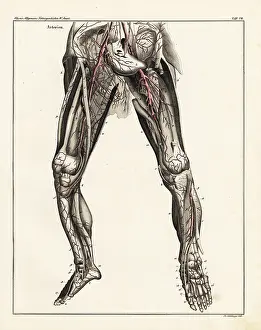 Allgemeine: Anatomy of the human arterial system in the legs