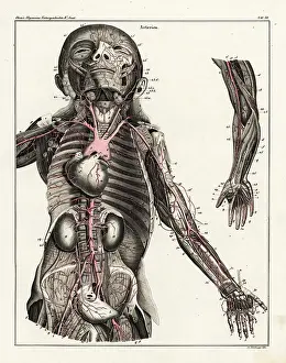 Allgemeine: Anatomy of the human arterial system in the upper torso
