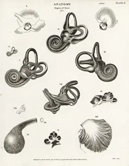 Cochlea: Anatomy of the human ear