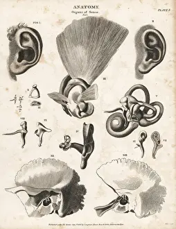 Stirrup: Anatomy of the human ear