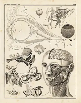 Eyeball: Anatomy of the human ear and eye