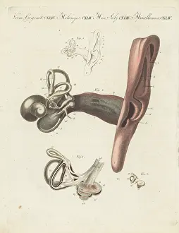 Cochlea: Anatomy of the human ear, the organ of hearing