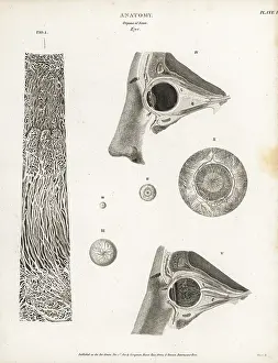 Eyeball: Anatomy of the human eye