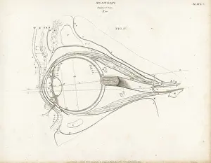 Eyeball: Anatomy of the human eye