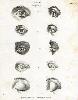 Eyeball: Anatomy of the human eye