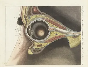 Eyelids: Anatomy of the human eye