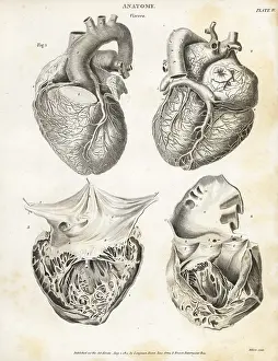 Anatomy: Anatomy of the human heart