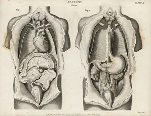 Kidneys: Anatomy of human internal organs