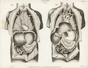 Intestines: Anatomy of human internal organs