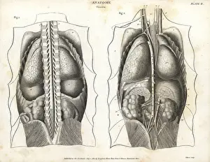Intestines: Anatomy of human internal organs from the back