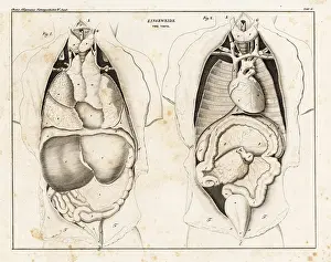 Ribs: Anatomy of human intestines from the front