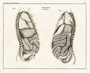 Allgemeine: Anatomy of human intestines from the side