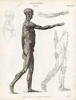 Musculature: Anatomy of human musculature