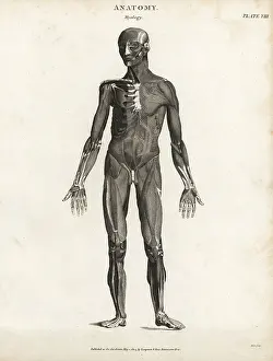 Musculature: Anatomy of human musculature
