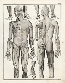 Musculature: Anatomy of human musculature