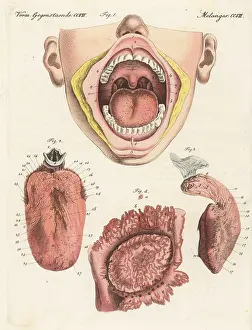 Palate: Anatomy of the human sense of taste