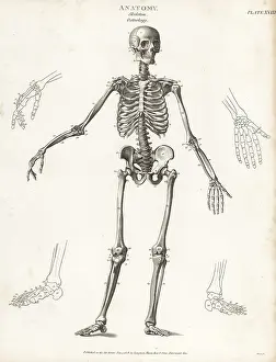 Anatomy: Anatomy of the human skeleton