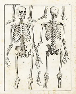 Oken: Anatomy of the human skeleton