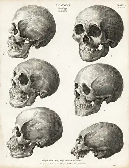 Anatomy: Anatomy of the human skull