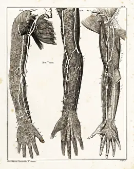 Allgemeine: Anatomy of the human venal system in the arms