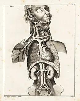 Kidneys: Anatomy of the human venal system in the upper torso