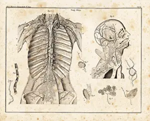 Allgemeine: Anatomy of human venous return system in the upper torso