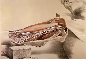Superficial: Anatomy, inner arm dissection post-mortem