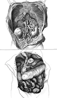 Colon: ANATOMY/KIDNEYS 18TH C
