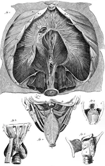 Diaphragm: ANATOMY/LARYNX/DIAPHRAGM