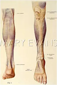 Tendon: ANATOMY/LEG