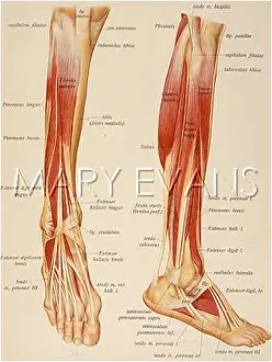 ANATOMY/LEG