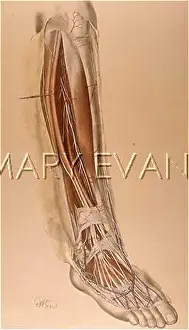 Mortem: ANATOMY/LEG & FOOT/1867