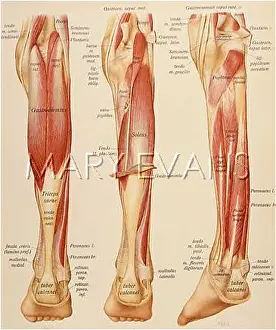 Tendons: ANATOMY/LEGS