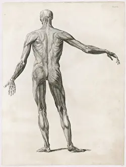 Muscles: Anatomy - Muscles - Body