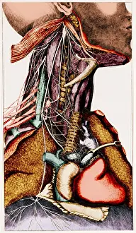 Throat: Anatomy of the Neck