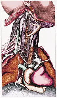 Enhance: Anatomy of the Neck