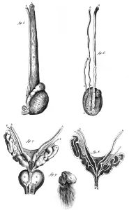 Prostate: ANATOMY / PENIS 18TH C