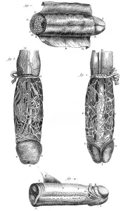 Penis: ANATOMY / PENIS 18TH C