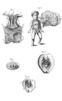 Haller: ANATOMY / SEXUAL ORGANS
