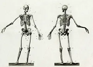 Pelvis: Anatomy skeleton