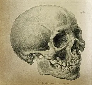 Bushman: Anatomy - Skull - 1841