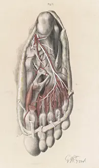 Mortem: Anatomy - Sole of Foot