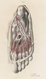 Dissection: Anatomy - Sole of Foot