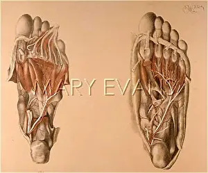 Mortem: ANATOMY/SOLE OF FOOT