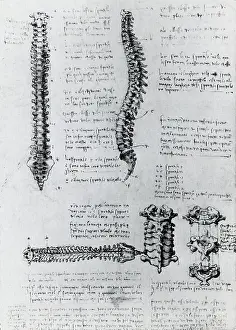 Spinal: Anatomy of the Spine