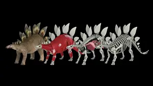 Muscular: Anatomy of a Stegosaurus dinosaur